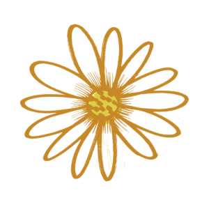 Ox-eye daisy